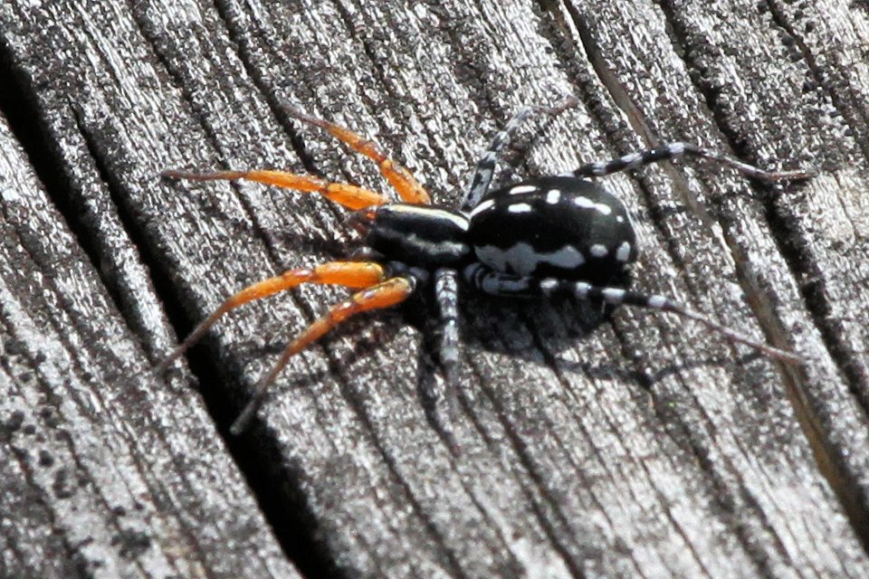 Painted Swift Spider (Supunna picta)